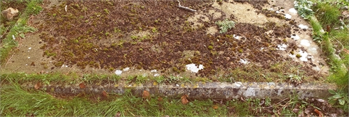 Photo of the grave of (BESSIE) ELIZABETH ANNE PIKE