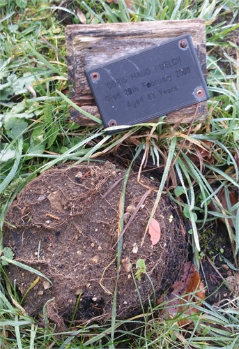 Photo of the grave of DORIS MAUD QUELCH (née SIMMONS)