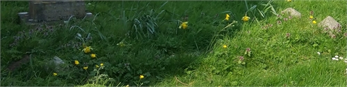 Photo of the grave of SARAH ENOCH INNESS