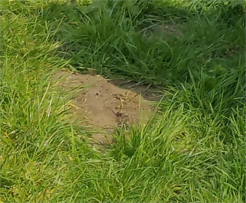 Photo of the grave of CATHERINE EVELYN SAUNDERS